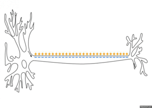 Action_Potential