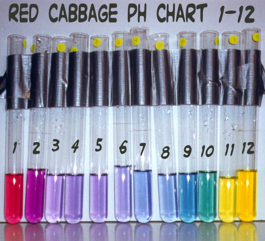ph-cabbage