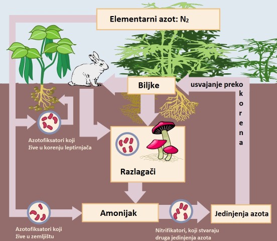 Nitrogen_Cycle