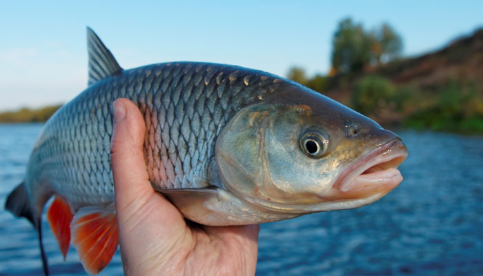 357551-fish