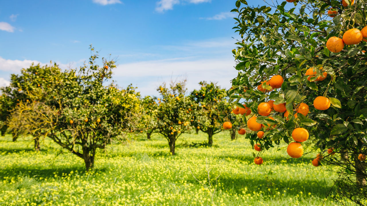 <p><em><strong>Uzgajanje pomorandži</strong></em>, Sicilija (Italija)</p>